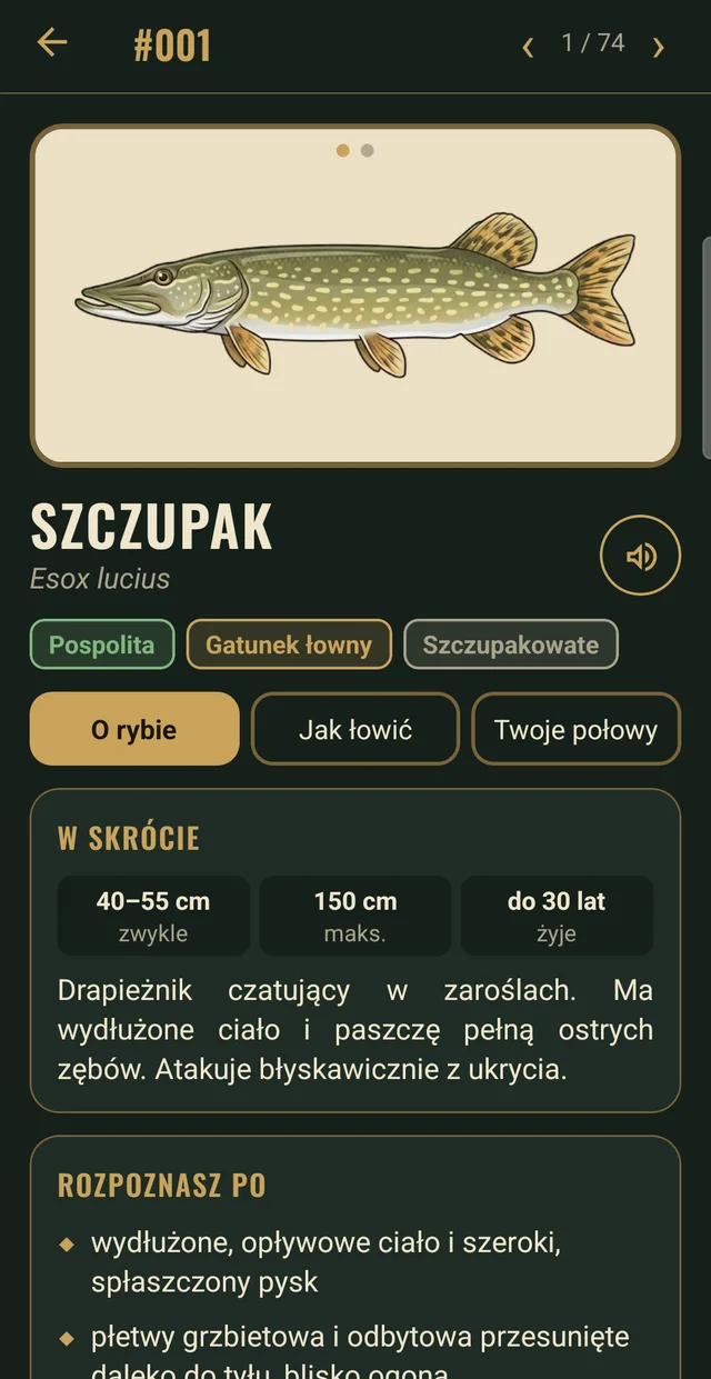Karta gatunku: szczupak – wymiary, wiek i opis